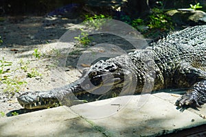 crocodile is taking sun bath in Busch garden