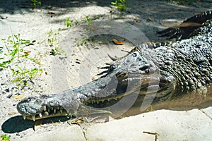 crocodile is taking sun bath in Busch garden