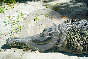 crocodile is taking sun bath in Busch garden