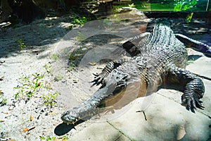 crocodile is taking sun bath in Busch garden