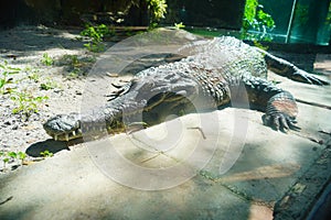 crocodile is taking sun bath in Busch garden