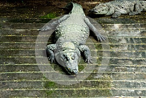 Crocodile Taking Sunbath