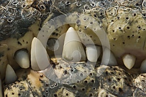 Crocodile teeth