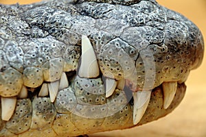 Crocodile teeth