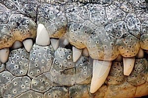 Crocodile teeth