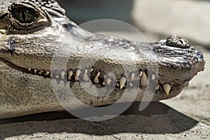 Crocodile teeth close up