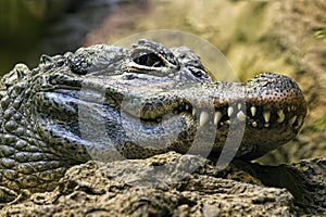 Crocodile teeth and detail of the eye, Semi hidden