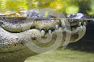 Crocodile teeth under water
