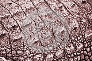 Crocodile texture red