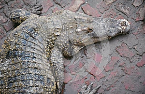 Crocodile top view in farm.mouth and sharp teeth. Intense yellow eyes.