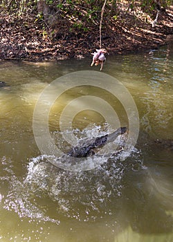 Crocodile trying to catch chicken meat portion in Hartley’s Crocodile Adventures