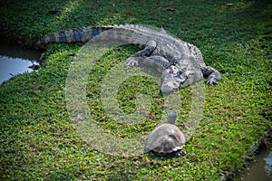 Crocodile and turtle