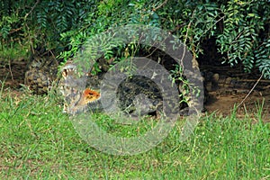 Crocodile Under Branches with Mouth Open