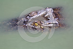 Crocodile under water