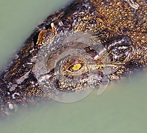 Crocodile under water