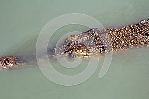 Crocodile under water