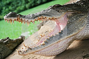 Crocodile Up Close