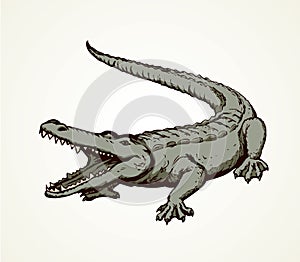 Crocodile. Vector drawing