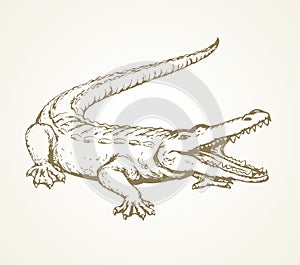 Crocodile. Vector drawing