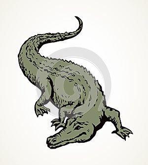 Crocodile. Vector drawing animal icon