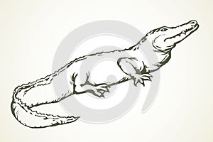 Crocodile. Vector drawing icon sign