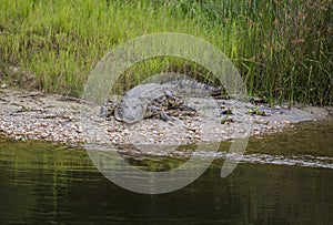 A crocodile at Victoria lake