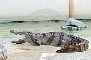 Crocodile waiting food in farm