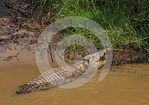 Crocodile waiting for food at the ISimangaliso Wetland Park photo