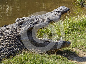 Crocodile waiting with its mouth open by the river large and sharp teeth