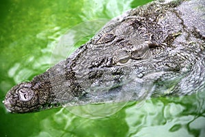 Crocodile is waiting silently