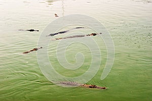 Crocodile waiting to eat in the water. Dangerous animal in river. Copy space. Selective focus.