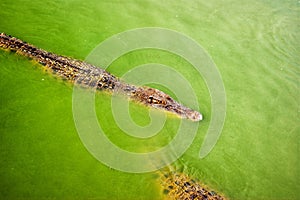 Crocodile waiting to eat in the water. Dangerous animal in river. Copy space. Selective focus.