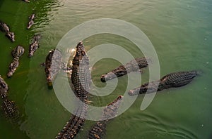 Crocodile waiting to eat in the water. Dangerous animal in river. Copy space. Selective focus.