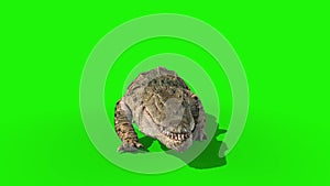Crocodile Walkcycle loop Front Green Screen 3D Rendering Animation