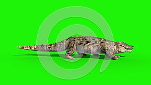Crocodile Walkcycle loop Side Green Screen 3D Rendering Animation