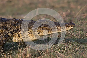 Crocodile Walking on land