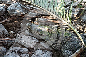 crocodile watching over her egg