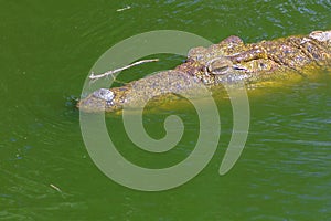 Crocodile in the water