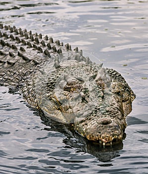Crocodile in water