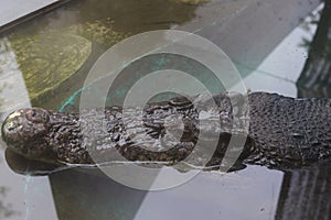 Crocodile in the water