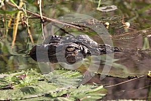 Crocodile in water