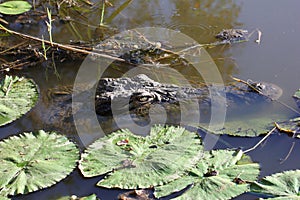 Crocodile in water