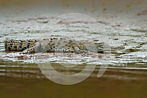 Crocodile in the water with evening sun. Crocodile from Costa Rica. Caiman in the water, Tarcoles river, Carara, Costa Rica. Dange