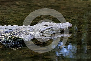 Crocodile in water. Kenya, Afrca
