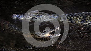 Crocodile in water. Kenya, Afrca