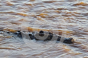 Crocodile in the water. The Mara River in Kenya. Africa
