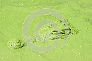 Crocodile in water pond.