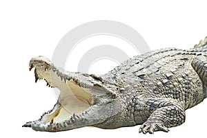 A crocodile on white