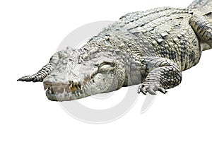 A crocodile on white