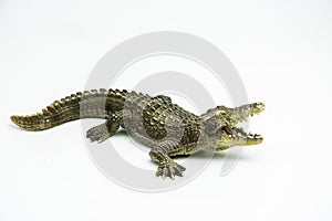 Crocodile on white background